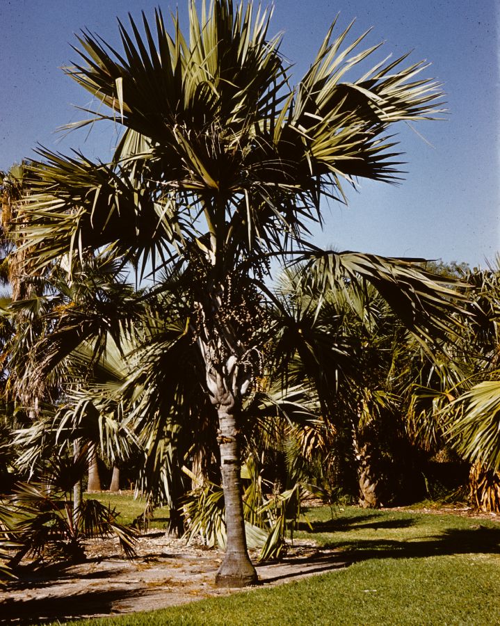 Arecaceae Latania lontaroides