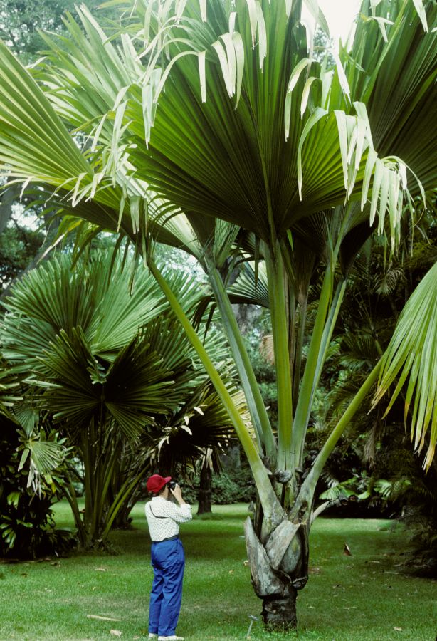 Arecaceae Lodoicea 