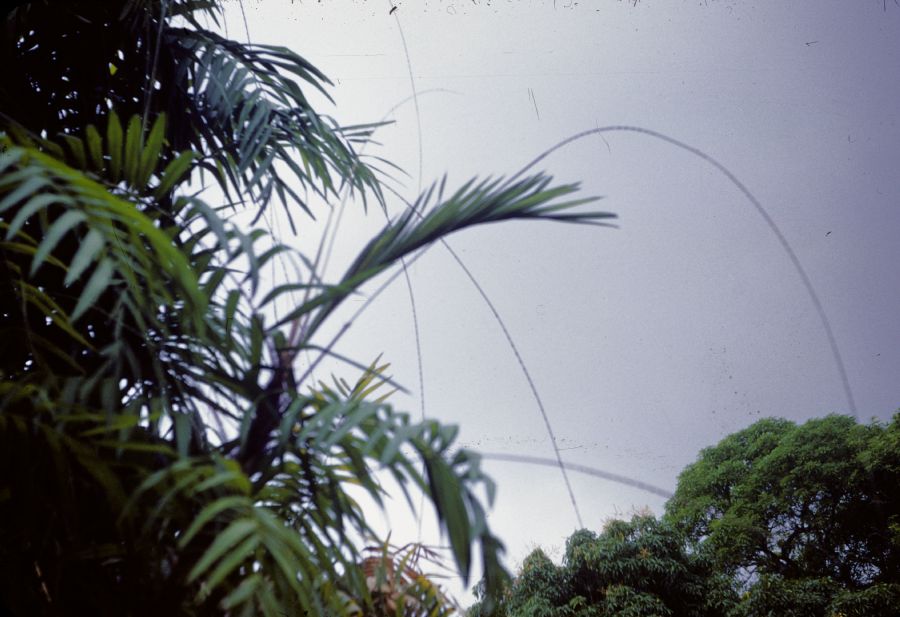 Arecaceae Daemonorops 