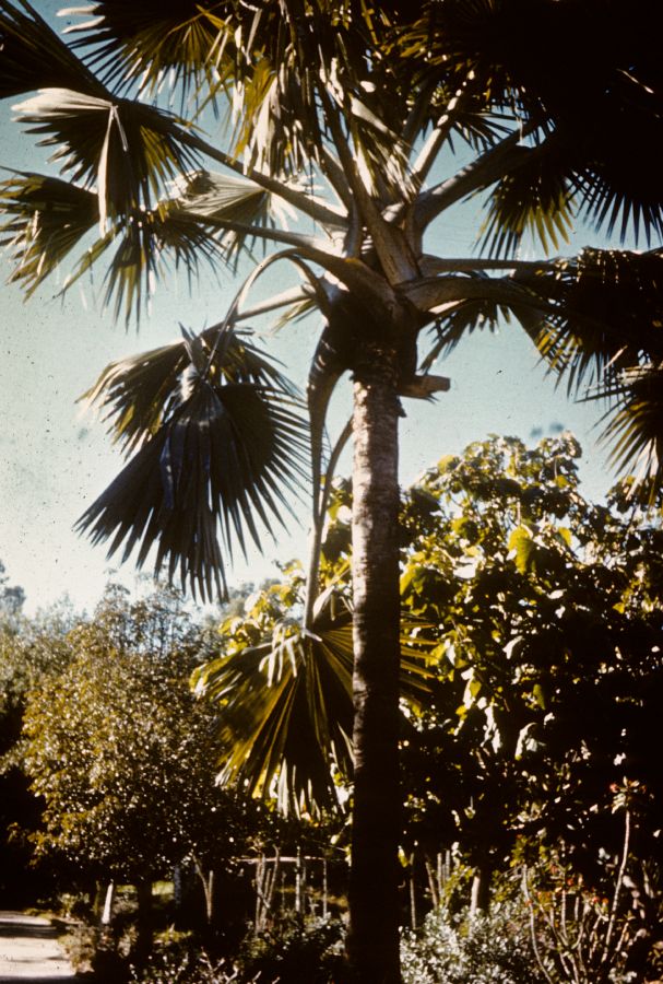 Arecaceae Medemia nobilis