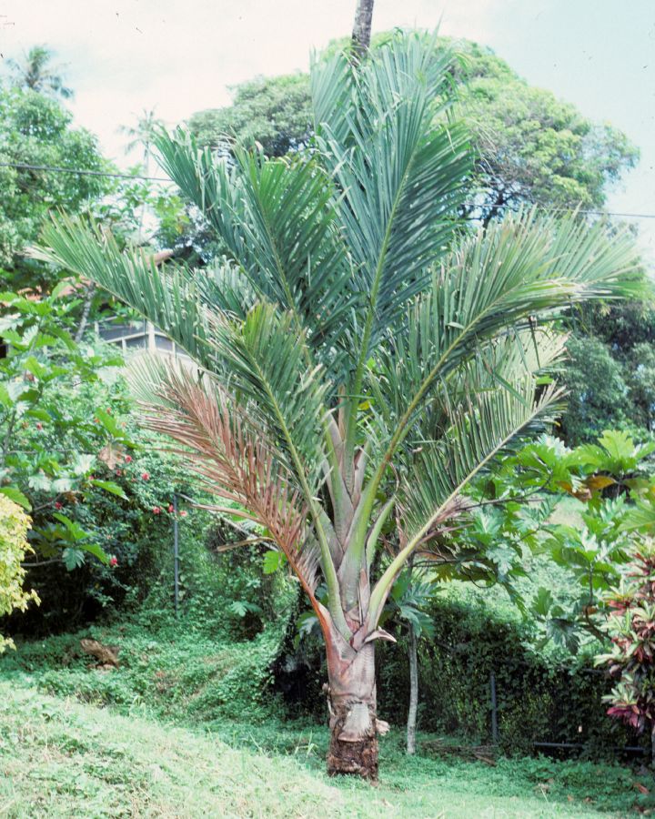 Arecaceae Metroxylon upoleuse