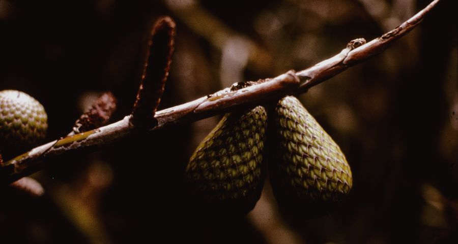 Arecaceae Metroxylon warburgii