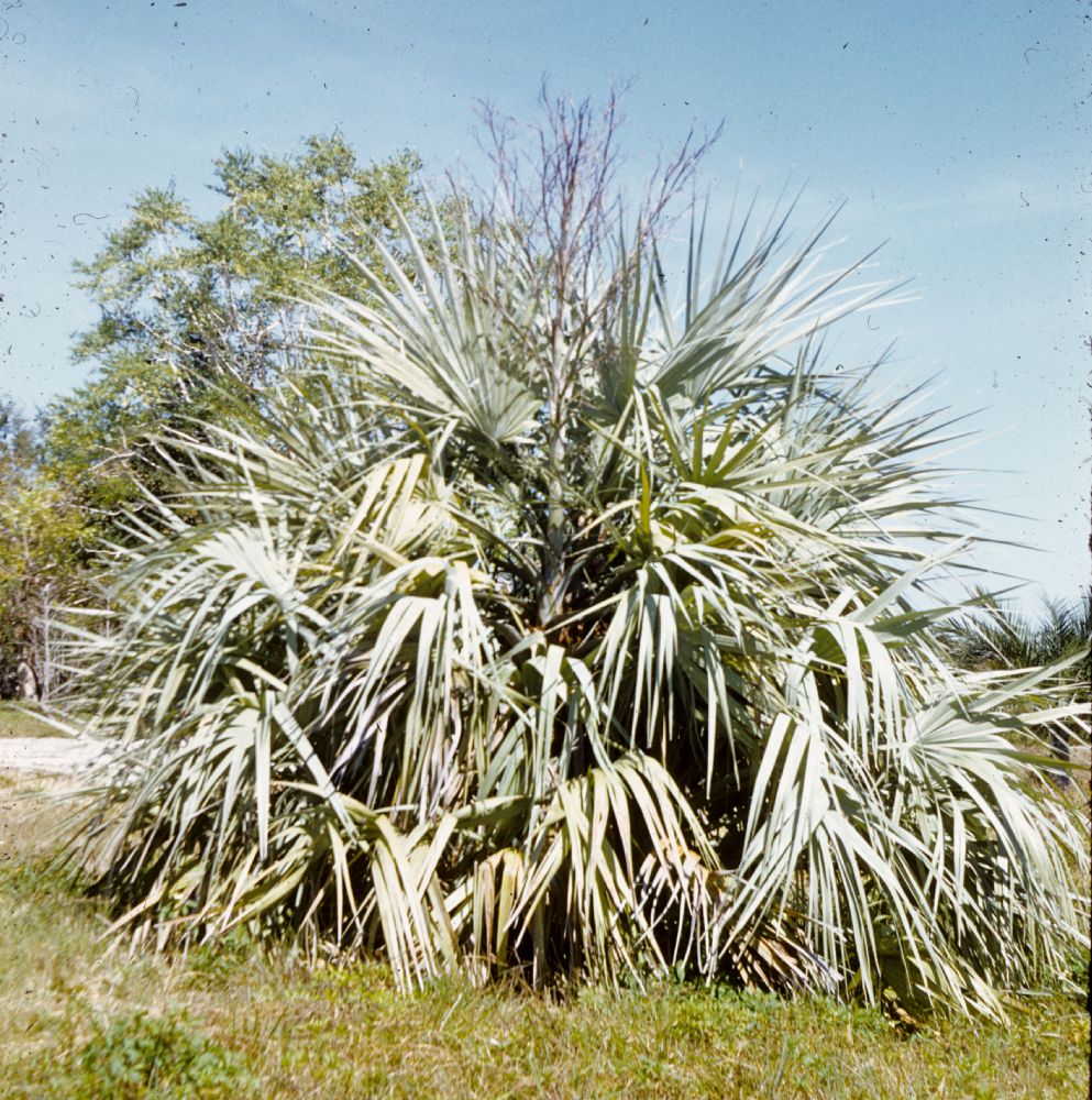 Arecaceae Nannorrhops ritchieana
