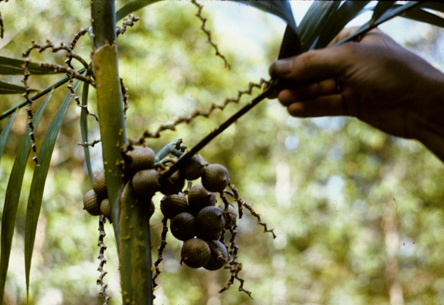 Arecaceae Plectocomiopsis 