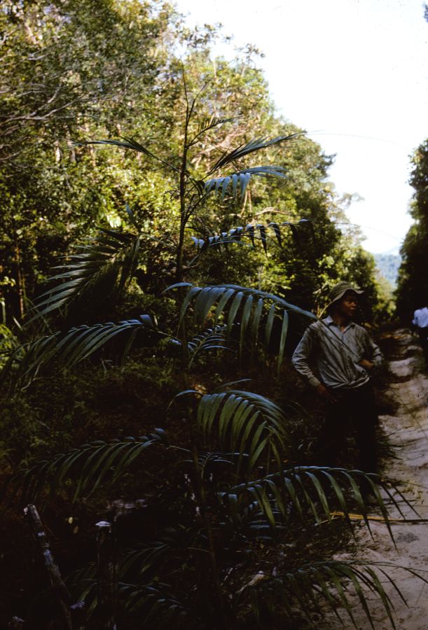 Arecaceae Plectocomiopsis 