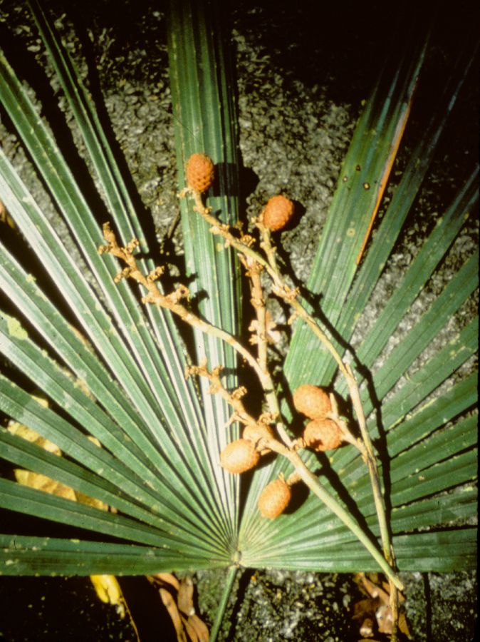 Arecaceae Lepidocaryum 