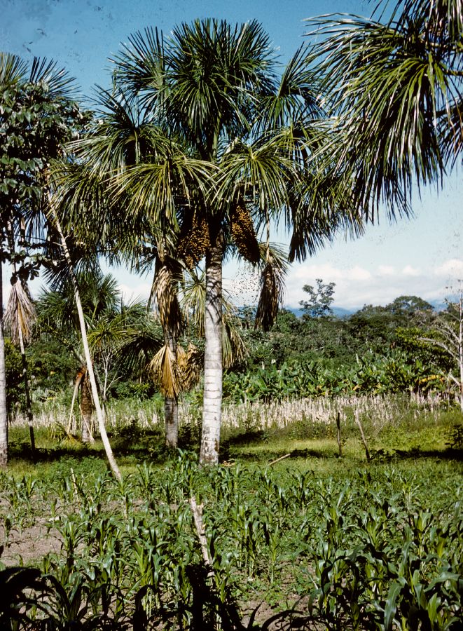 Arecaceae Mauritia 