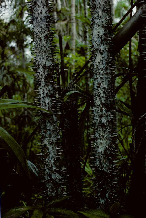 Arecaceae Mauritia armata