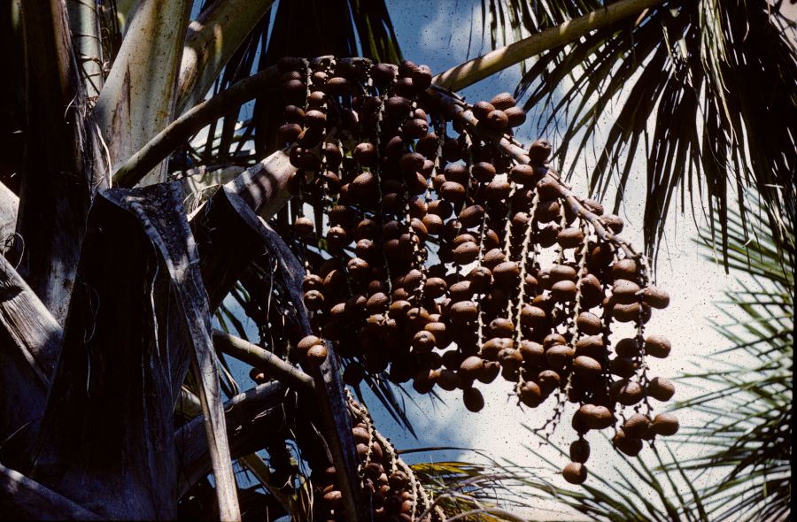Arecaceae Mauritia flexuosa