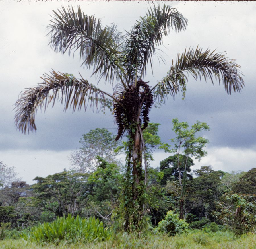 Arecaceae Raphia taedigera