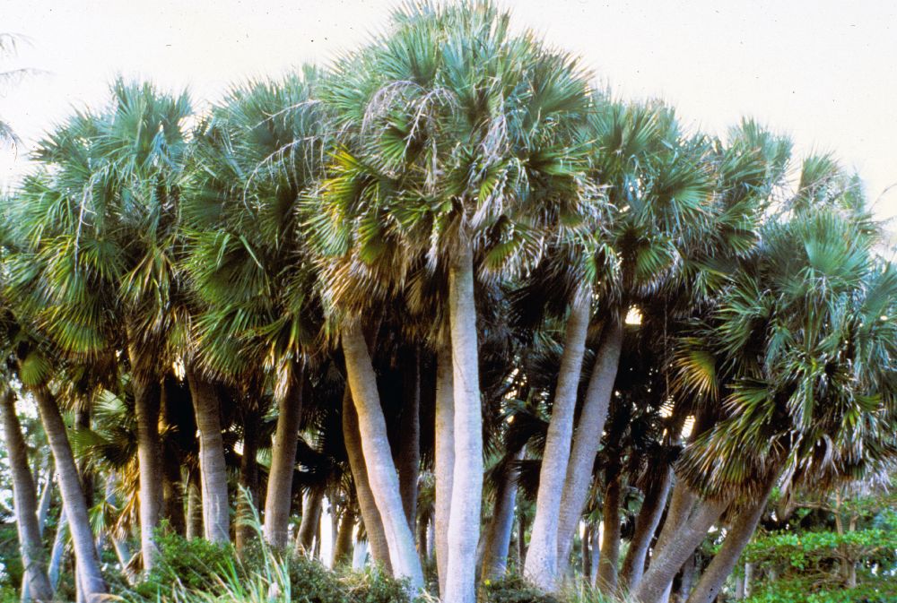 Arecaceae Sabal causiarum