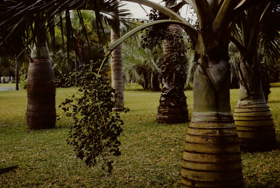 Arecaceae Pseudophoenix 