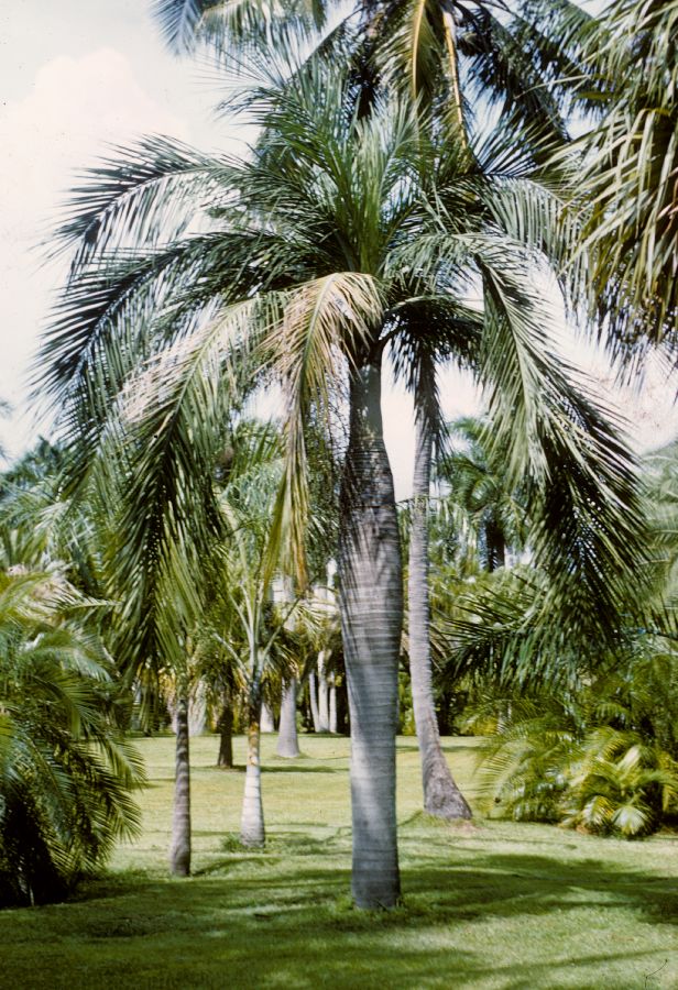 Arecaceae Pseudophoenix vinifera