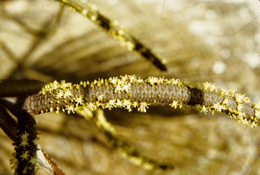 Arecaceae Hyphaene 