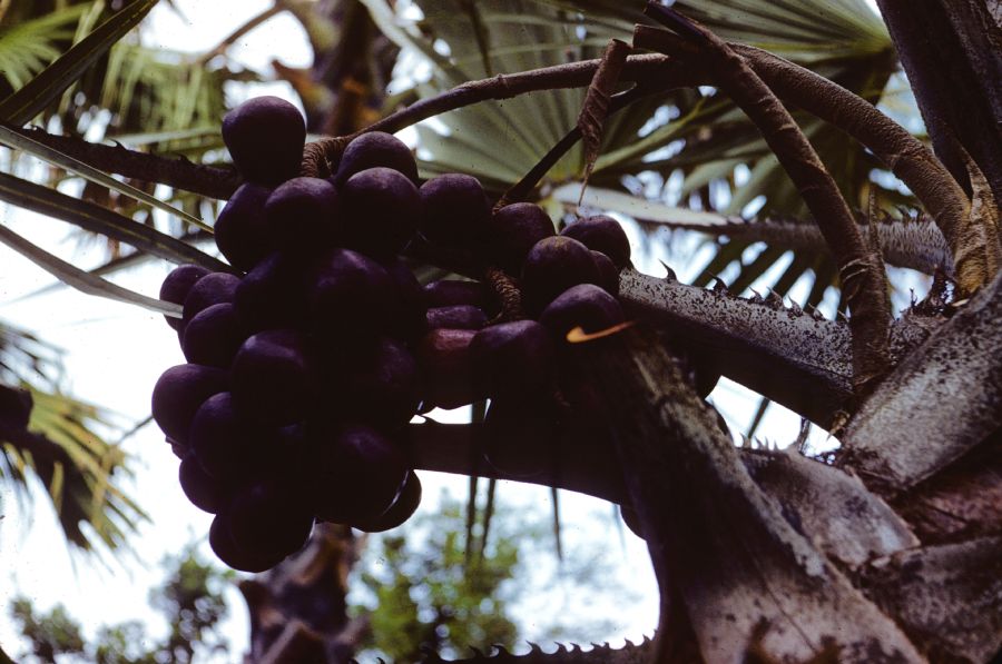 Arecaceae Hyphaene thebaica