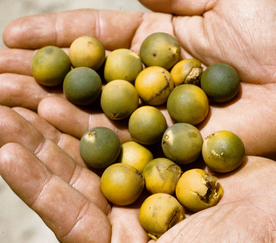 Arecaceae Ceroxylon crispum