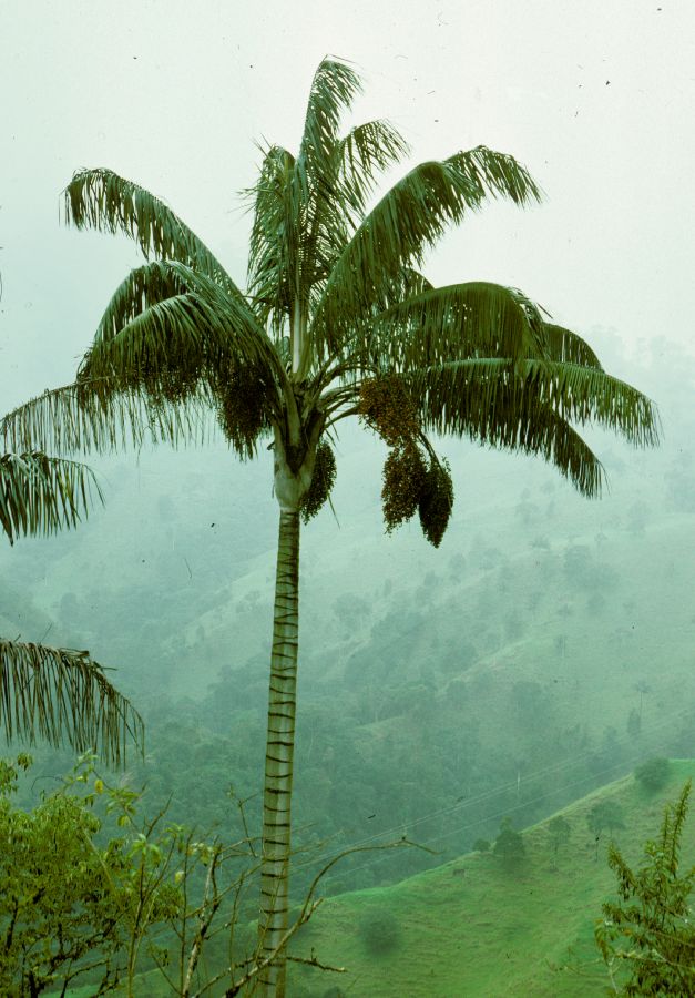 Arecaceae Ceroxylon quindinense
