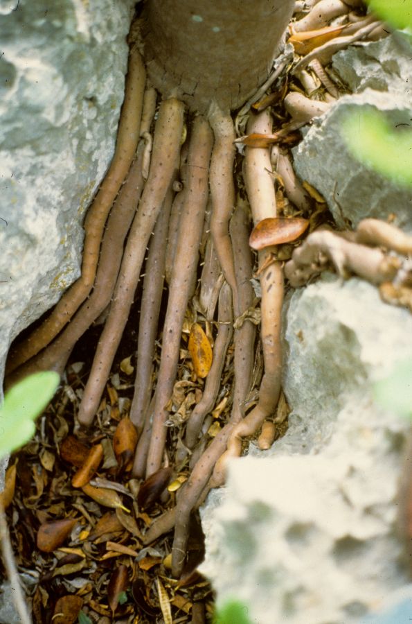 Arecaceae Gaussia attenuata