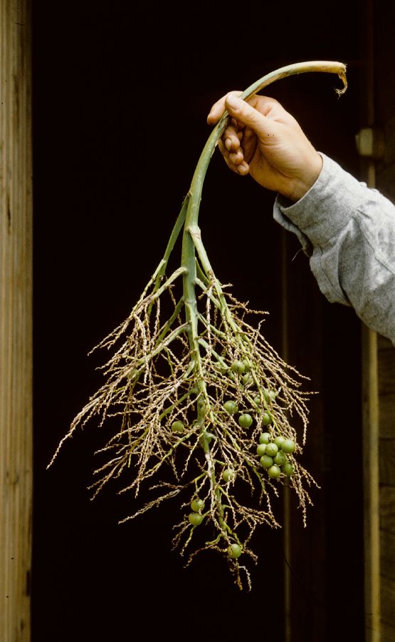 Arecaceae Juania australis