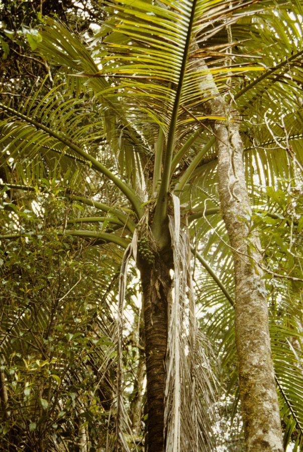 Arecaceae Oraniopsis 