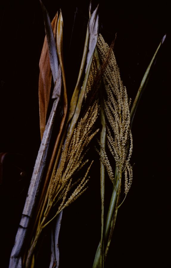 Arecaceae Ravenea madagascariensis