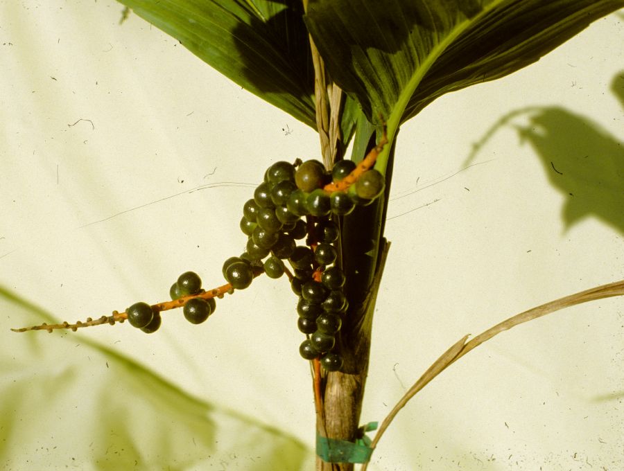 Arecaceae Chamaedorea geonoiformis
