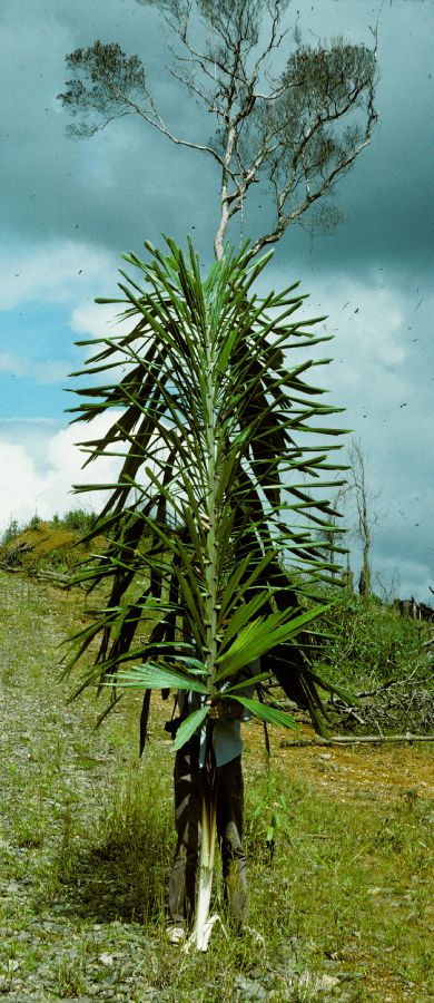 Arecaceae Iriartea 