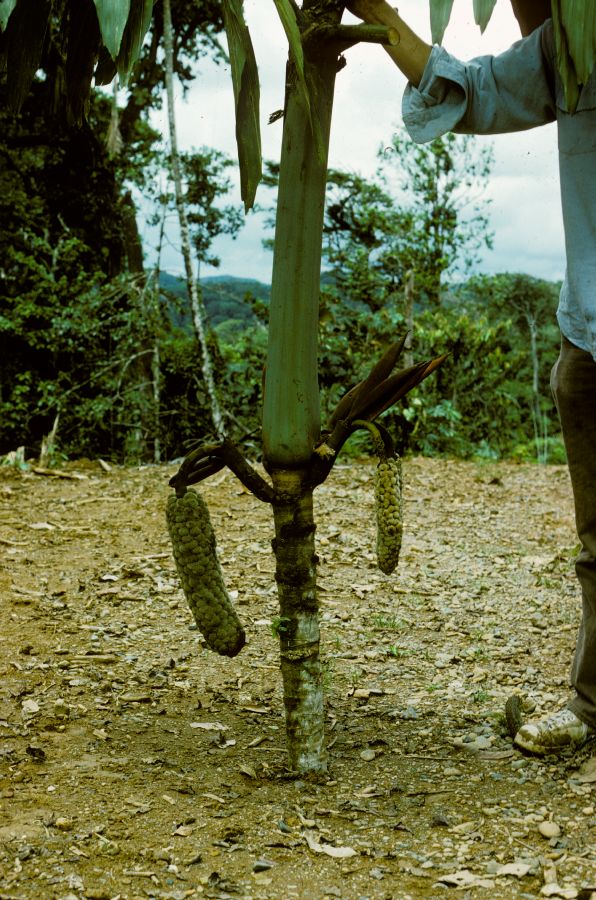 Arecaceae Wettinia hirsuta