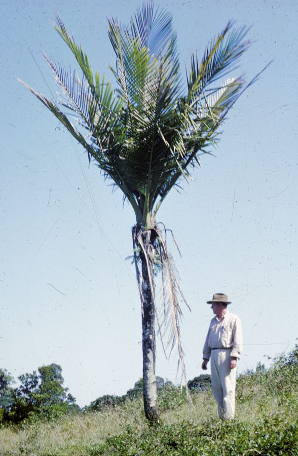 Arecaceae Oraniopsis appendiculata