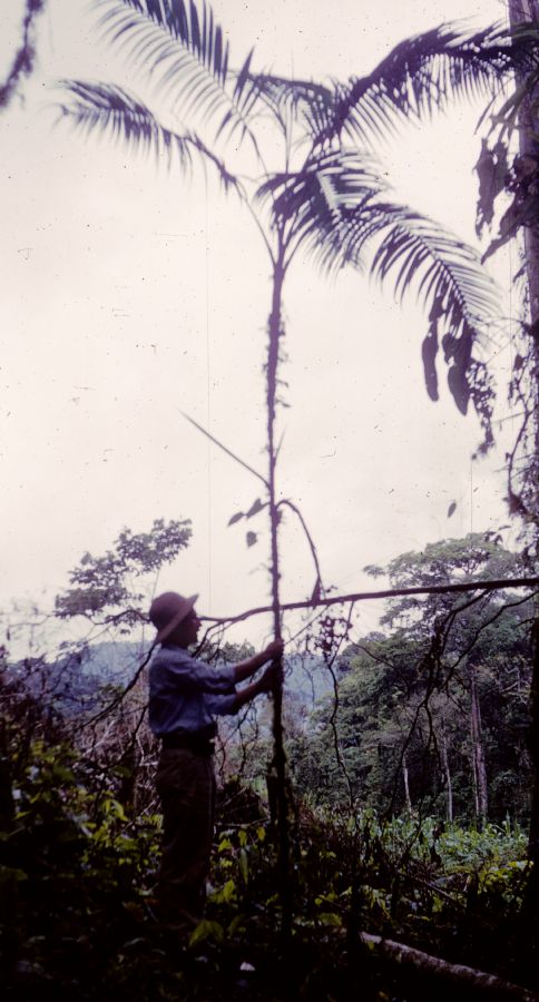 Arecaceae Synechanthus 