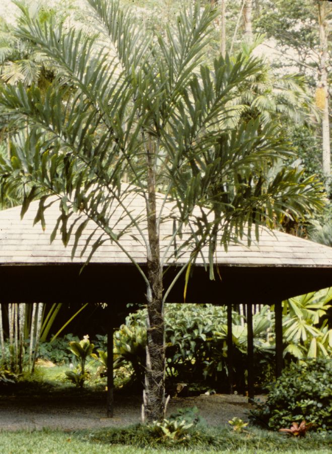 Arecaceae Wallichia disticha