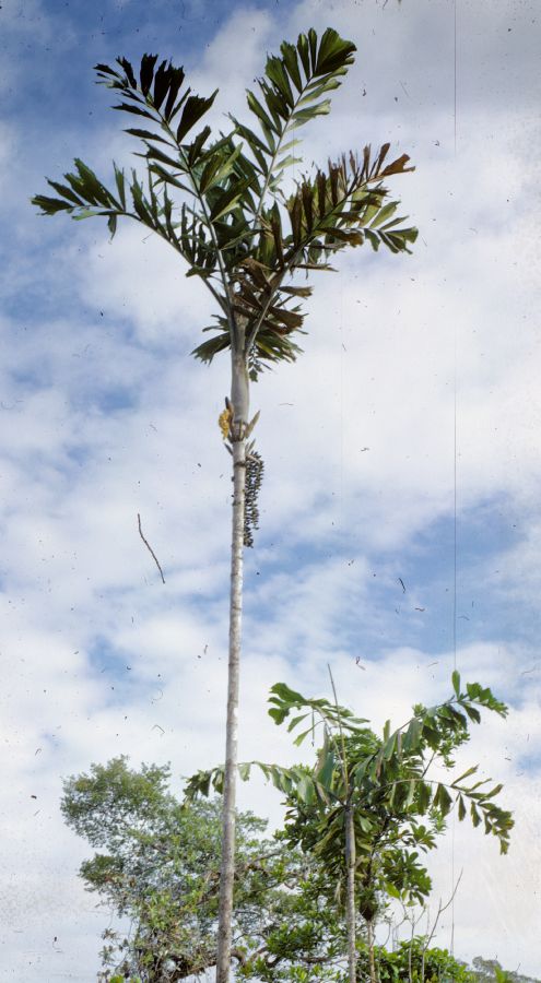Arecaceae Catoblastus radiatus