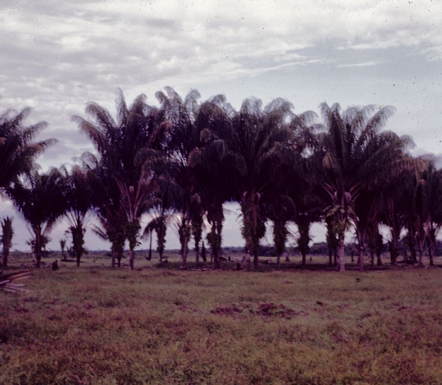 Arecaceae Maximiliana martiana