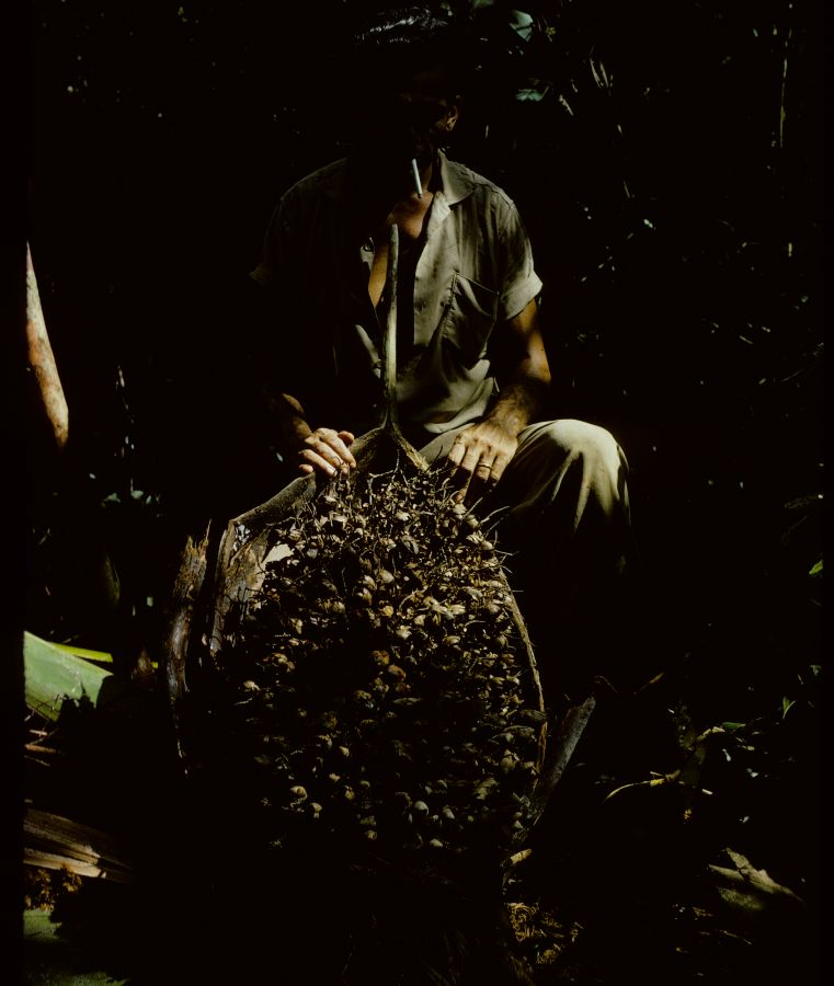 Arecaceae Maximiliana martiana