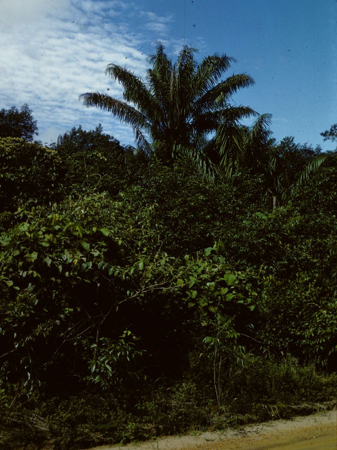 Arecaceae Maximiliana martiana