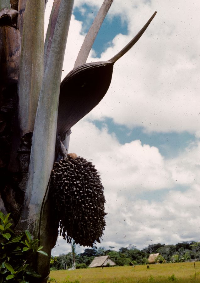 Arecaceae Maximiliana stenocarpa