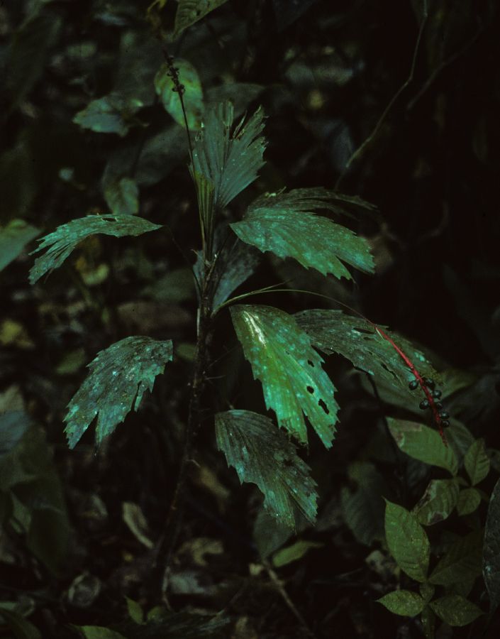 Arecaceae Reinhardtia koschnuana