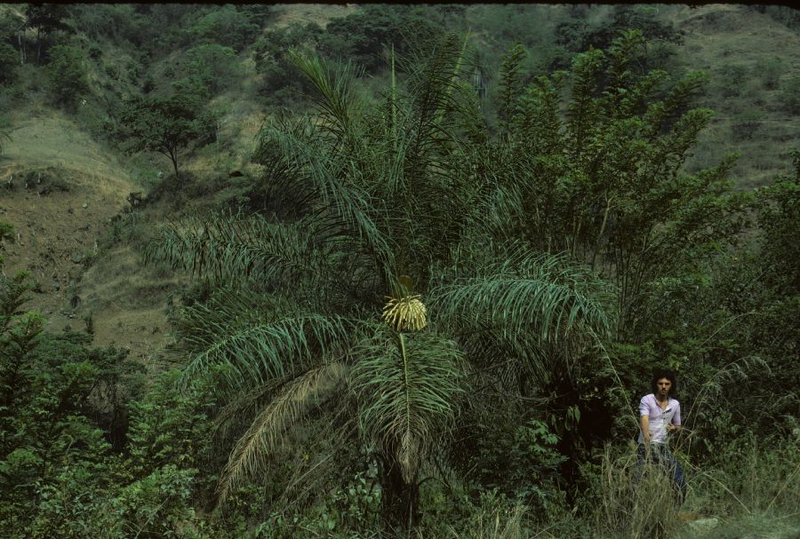 Arecaceae Acrocomia antioquensis