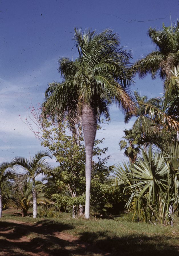 Arecaceae Acrocomia armentalis