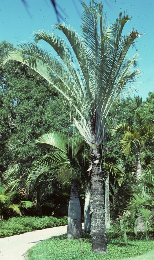 Arecaceae Neodypsis dearyi