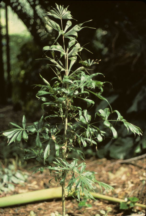 Arecaceae Phloga nodifera