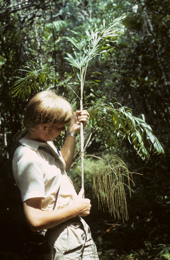 Arecaceae Dypsis 
