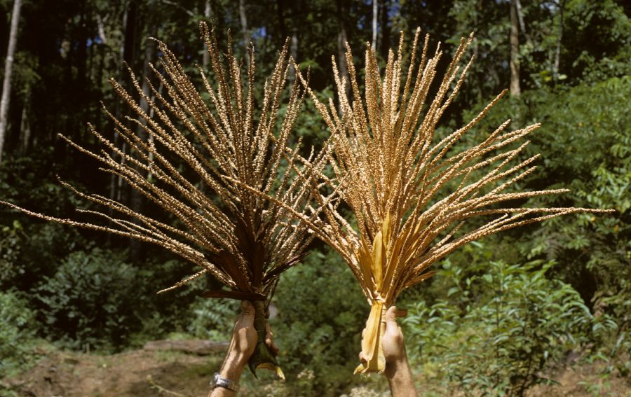 Arecaceae Euterpe macrospadix