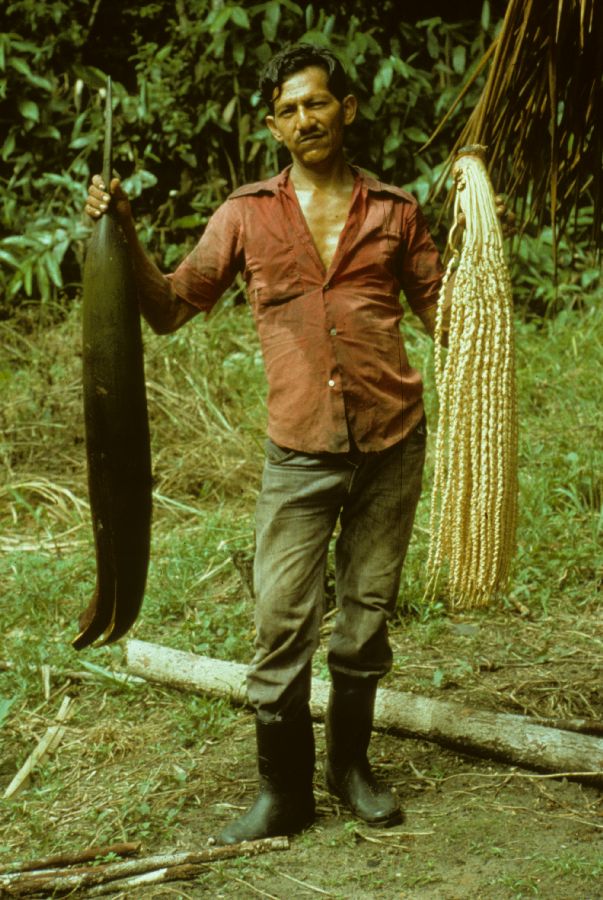 Arecaceae Jessenia 