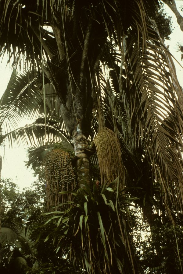 Arecaceae Jessenia bataua