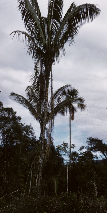 Arecaceae Jessenia polycarpa