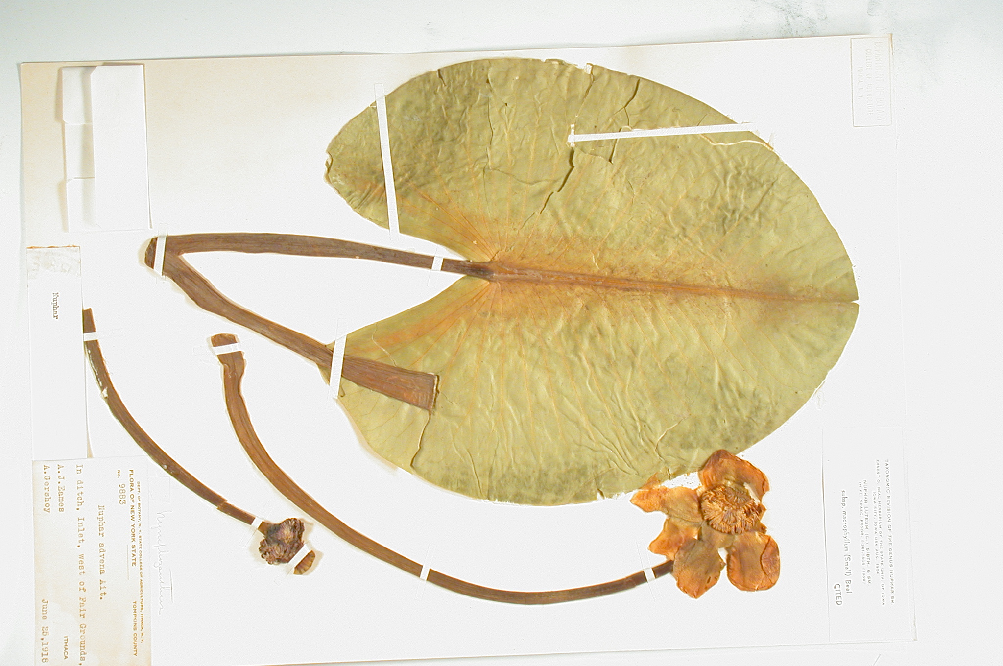 Nymphaeaceae Nuphar luteum