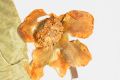image of Nuphar luteum