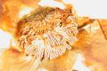 image of Nuphar luteum