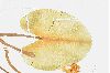 image of Nuphar luteum